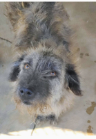 Adopter  chien : Dragosta