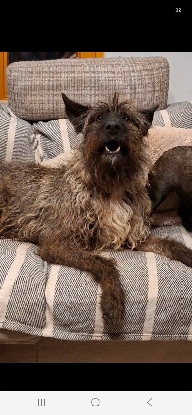 Adopter Dragosta