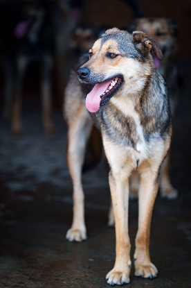 Adopter Campino