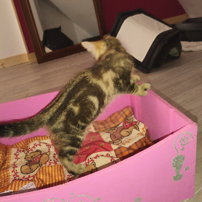 Adopter Badasse