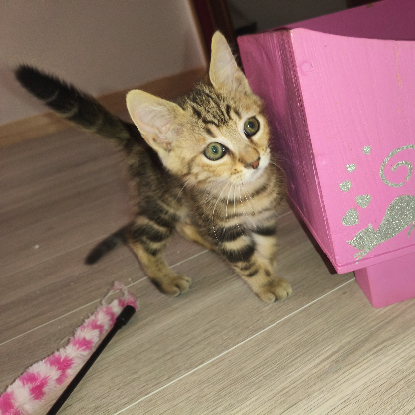 Adopter Badasse