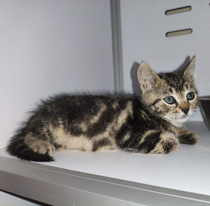 Adopter Berce
