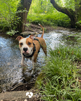 Adopter Thorus