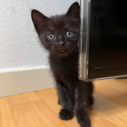 Adopter Louba