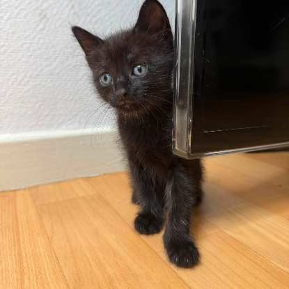 Adopter Louba