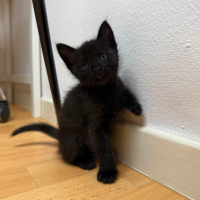 Adopter  chat : Nyr