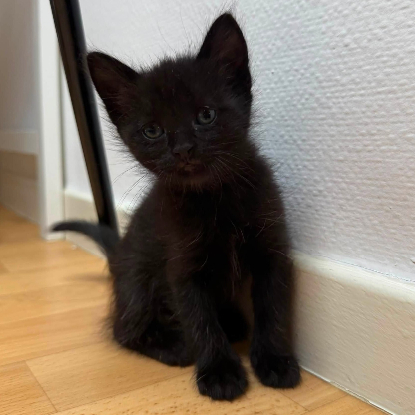 Adopter Nyr