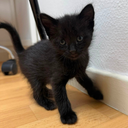 Adopter Nyr