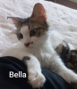 Bella abandonnée avec ses petits