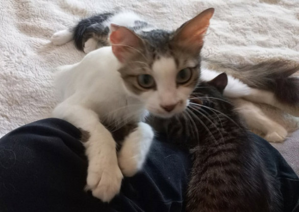 Adopter Bella abandonnée avec ses petits