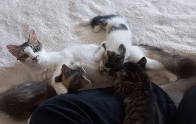 Adopter Bella abandonnée avec ses petits