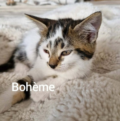 Adopter Boheme  a réserver