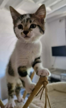 Adopter Boheme  a réserver