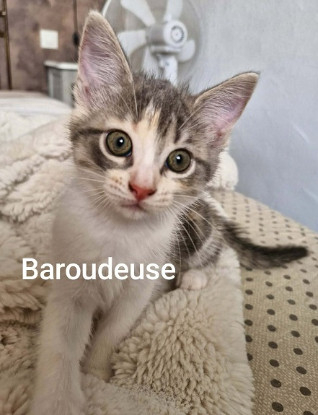 Adopter Baroudeuse  a réserver