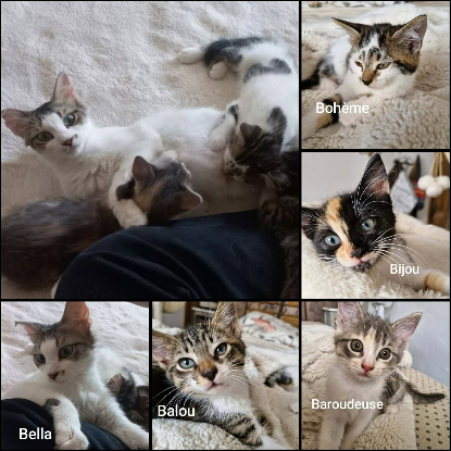 Adopter Baroudeuse  a réserver
