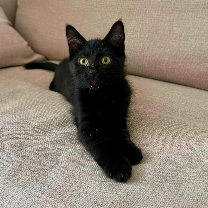 Adopter Bagheera