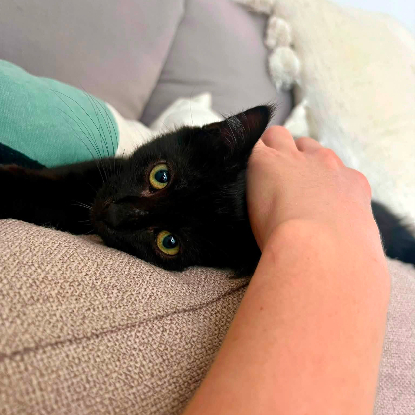 Adopter Bagheera