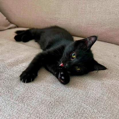 Adopter Bagheera