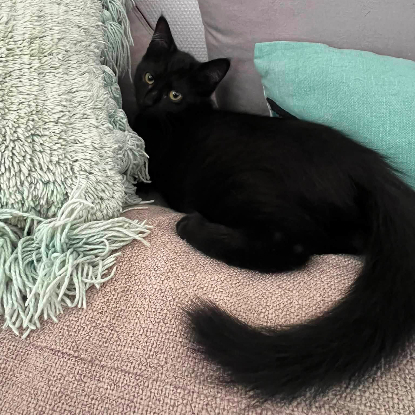 Adoption Bagheera