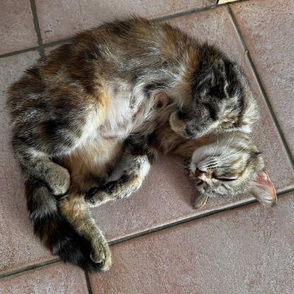 Adopter Fidji
