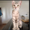 Mysa