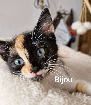 Adopter Bijou  a réserver
