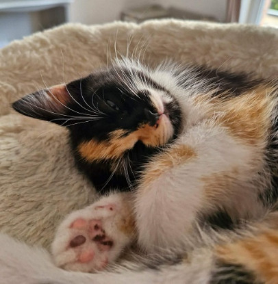 Adopter Bijou  a réserver