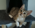 Dulia