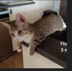 Flunky