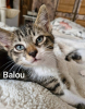Balou  a réserver