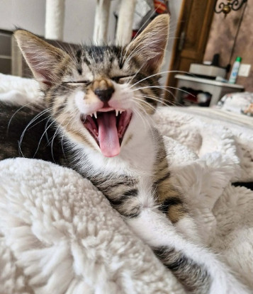 Adopter Balou  a réserver