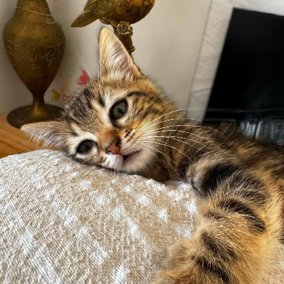 Adopter Bali