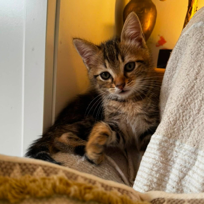 Adopter Bali