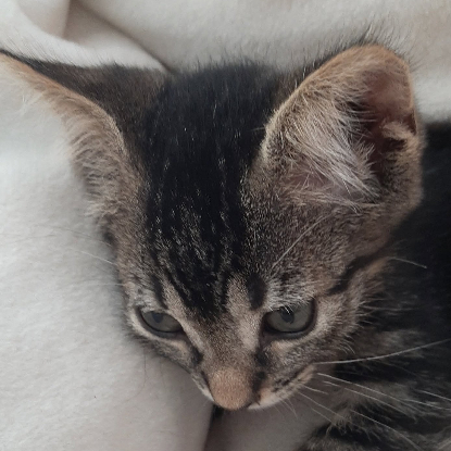 Adopter Rose