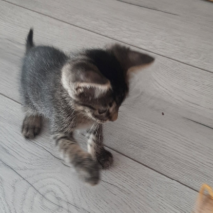 Adopter Rose