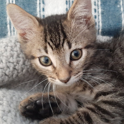 Adopter Jack