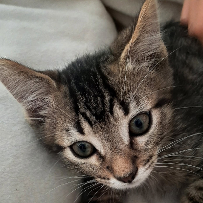Adopter Jack