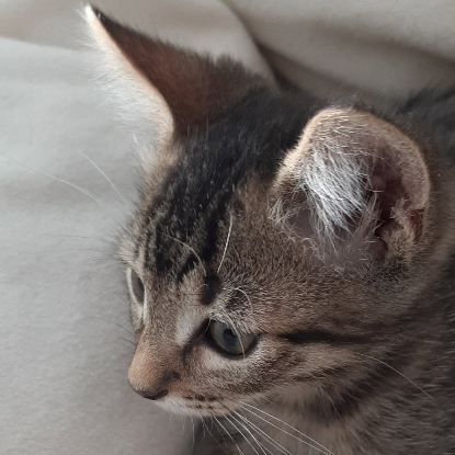 Adoption Jack