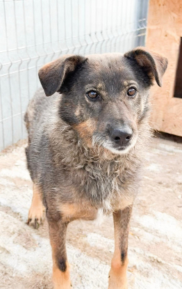 Adopter Lalae