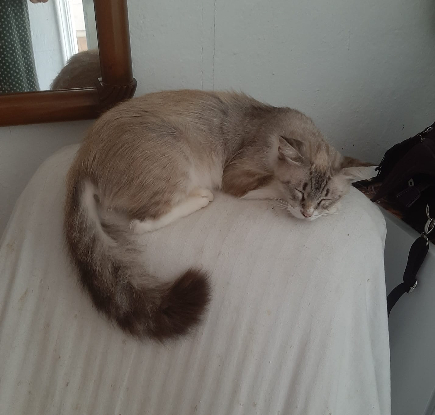 Adopter Nenufar