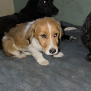 Adopter Caramel