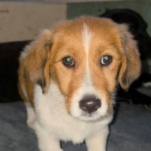 Adopter Caramel