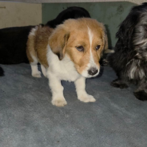 Adopter Caramel