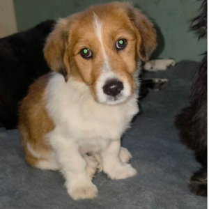 Adoption Caramel