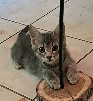 Adoption Tigri