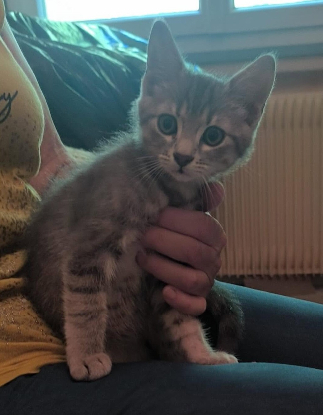 Adoption Tigri