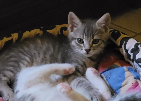 Adopter Tigri