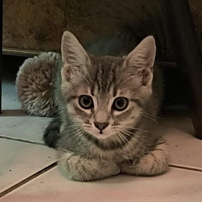 Adopter Tigri