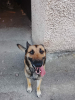 Snoopy