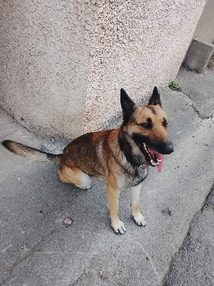 Adopter Snoopy
